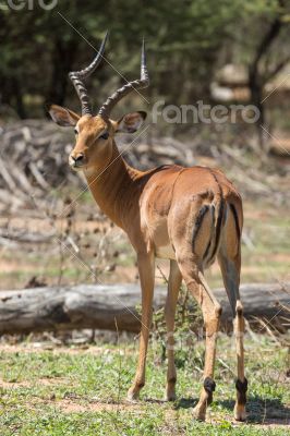 Impala