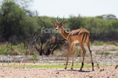 Impala