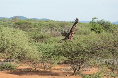 Giraffe in the wild