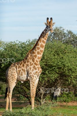 Giraffe in the wild