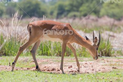 Impala