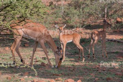 Impala family