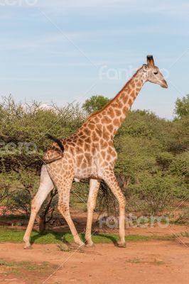 Giraffe in the wild