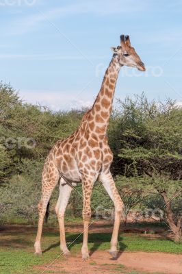 Giraffe in the wild