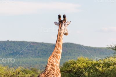 Giraffe in the wild