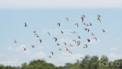 A flock of birds in the air