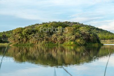 Thousands of birds nest on a small island 