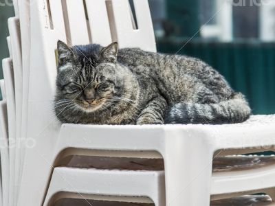 The cat sleeps on a pile of plastic chairs