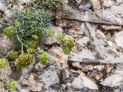 Antibe. Typical architectural details in Provencal style