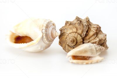 Sea cockleshells of various form Sea cockleshells of various form
