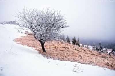 winter calm mountain landscape