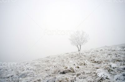 winter calm mountain landscape