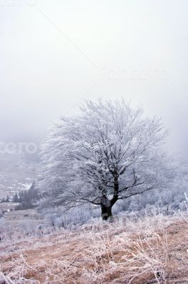 winter calm mountain landscape