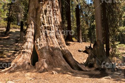 tall Sequoia  tree