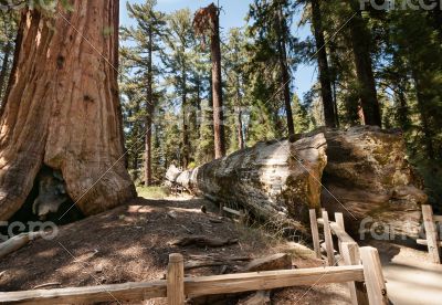 bole Sequoia