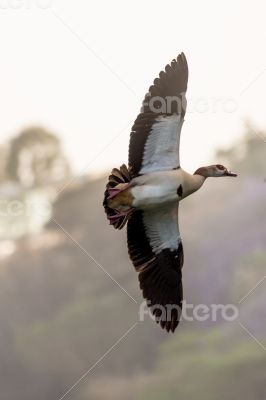 Egyptian Goose in mid flight