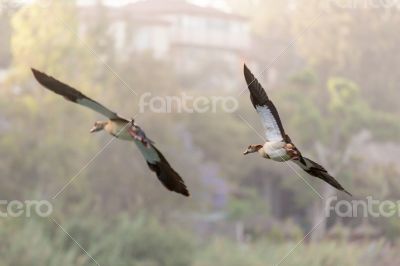 Egyptian Goose in mid flight