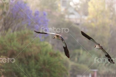 Egyptian Goose in mid flight