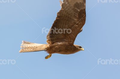 Amora in flight Amora in flight