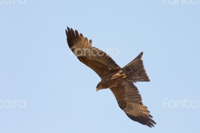 Amora in flight Amora in flight
