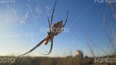 White Spider in Tunisia