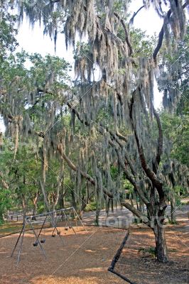 Spanish Tree Moss