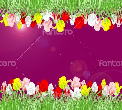 Beautiful background of red, yellow, pink tulips