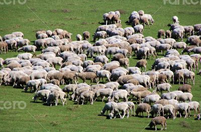 Herd of sheeps on green meadow