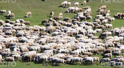 Herd of sheeps on green meadow