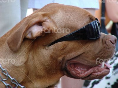 Brown dog muzzle with sunglasses