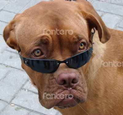 Brown dog muzzle with sunglasses