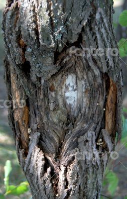 old bark surface background