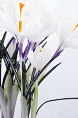 Spring flowers isolated on white background 