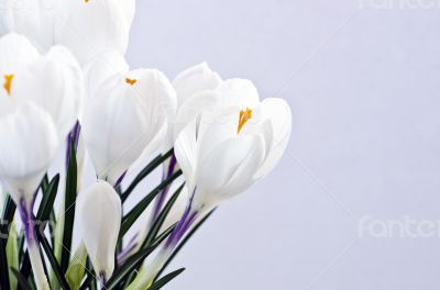 Spring flowers isolated on white background Spring flowers isolated on white background