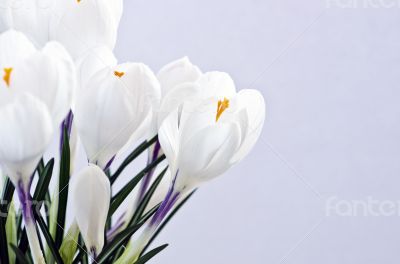 Spring flowers isolated on white background 