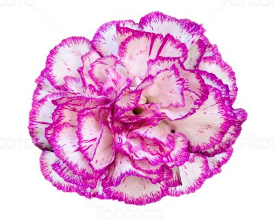 Carnation flower on white background