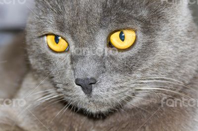 Cat portrait with yellow eyes 