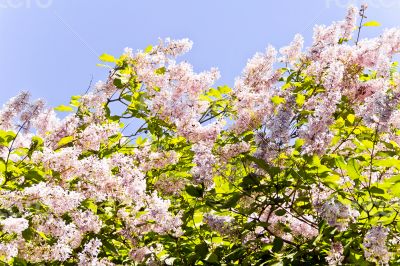 Flowers in summer Flowers in summer