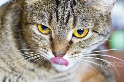 Cat portrait with yellow eyes 