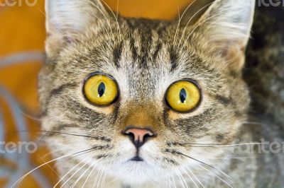 Cat portrait with yellow eyes Cat portrait with yellow eyes