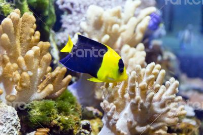 Angel fish Angel fish