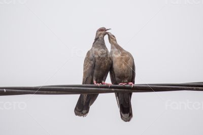 Dusky Turtle Dove Kiss