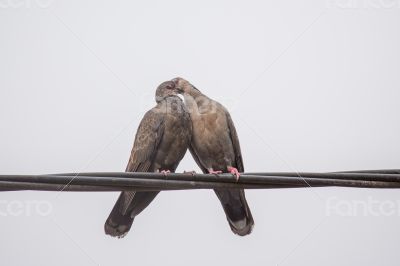 Dusky Turtle Dove Kiss