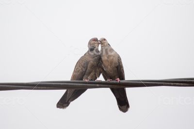 Dusky Turtle Dove Kiss