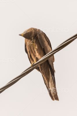 Black Kite aka Amora