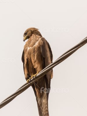 Black Kite aka Amora Black Kite aka Amora
