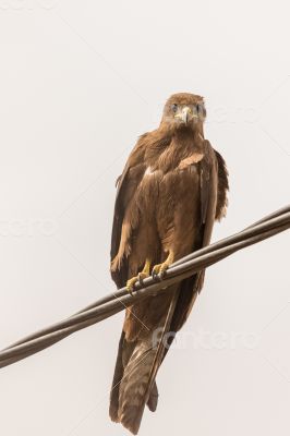 Black Kite aka Amora