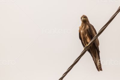 Black Kite aka Amora