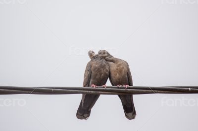 Two Dusky Turtle Doves in Love