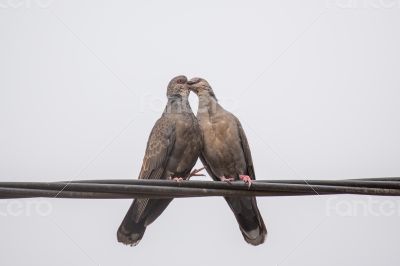 Dusky Turtle Dove Kiss